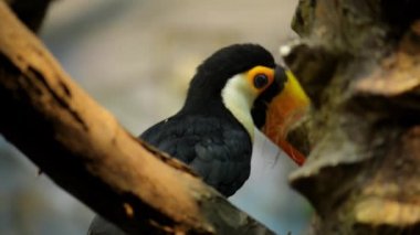 Toucan çoğu aile Ramphastidae