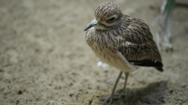Avrasya Curlew (Numenius arquata)