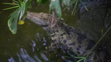 Nil timsahı (Crocodylus niloticus)