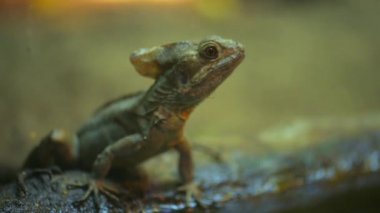 ortak basilisk (Basiliscus basiliscus)