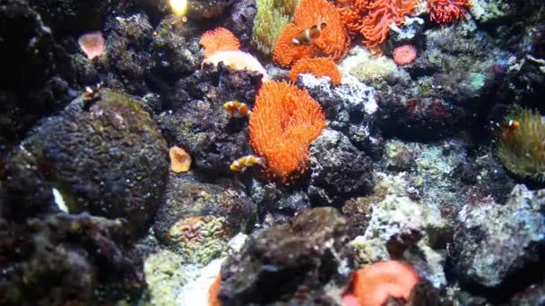 Clownfische oder Anemonenfische mit Seeanemonen — Stockvideo