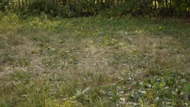 Fox terrier peleando por un tazón de plástico naranja — Vídeos de Stock