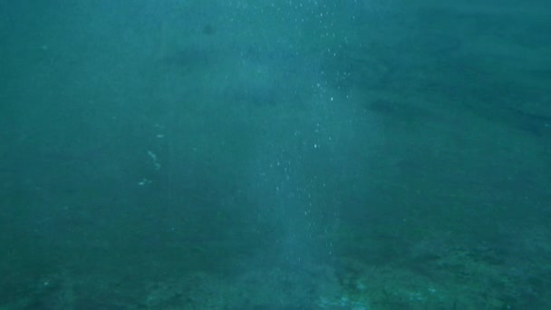 海洋的海豚包括家庭海豚 — 图库视频影像