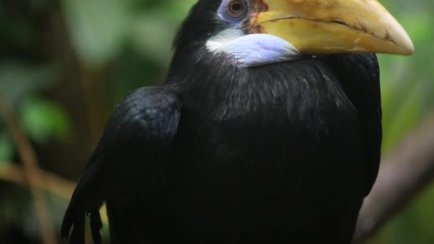 Rhyticeros is genus of medium to large hornbills — Stock Video