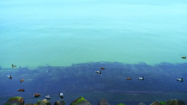 バルト海で泳ぐアヒル. — ストック動画