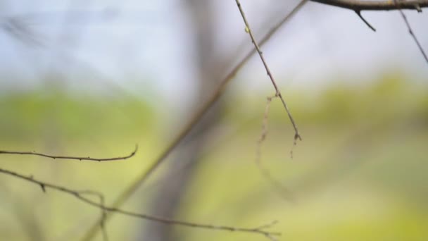Gouldian finch (Erythrura gouldiae) — Stock Video