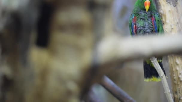 Loro de Eclectus (Eclectus roratus ) — Vídeo de stock