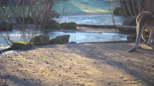 Canguro rojo (Macropus rufus) — Vídeo de stock