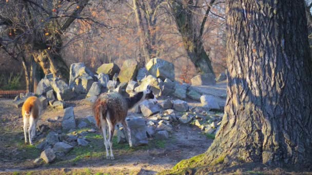 El Guanaco (Lama guanicoe ) — Vídeos de Stock