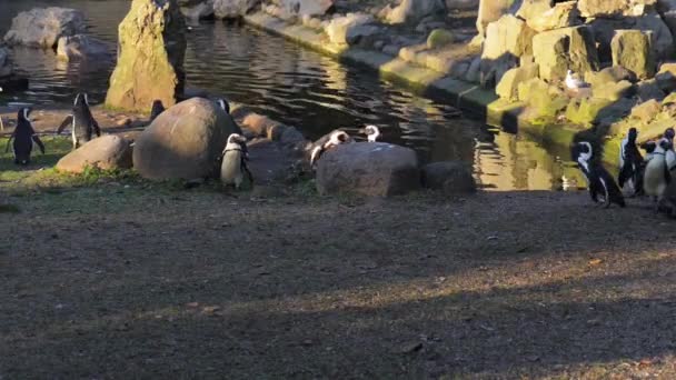 Африканський пінгвін (Spheniscus demersus) — стокове відео