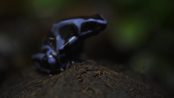 Dendrobates auratus veya siyah zehir dart kurbağa — Stok video