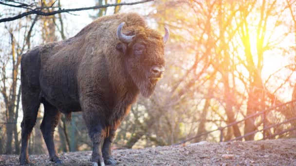 El bisonte europeo (Bison bonasus ) — Vídeos de Stock