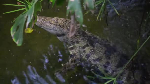 Nil timsahı (Crocodylus niloticus) — Stok video
