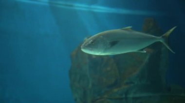 Mavi yüzgeçli trevally, Caranx melampygus