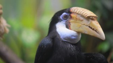 Rhyticeros orta ve büyük Rinoseros cinsidir