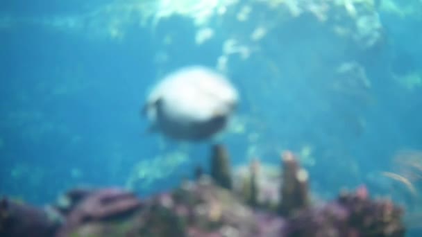 灰色的海豹 (Halichoerus grypus，钩鼻海猪) — 图库视频影像