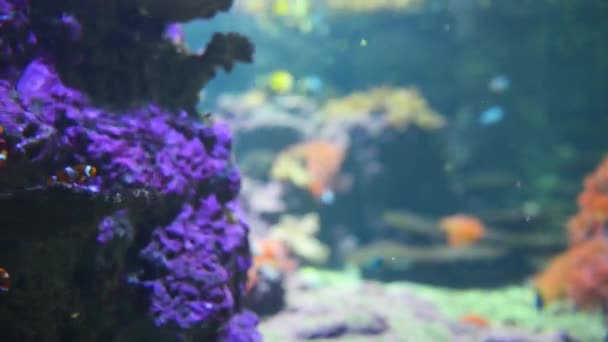 Anemoonvis of anemonefish met zeeanemonen — Stockvideo