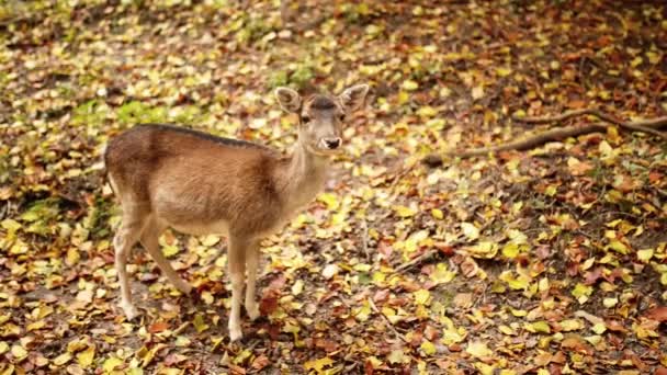 Ciervo rojo joven (Cervus elaphus ) — Vídeo de stock