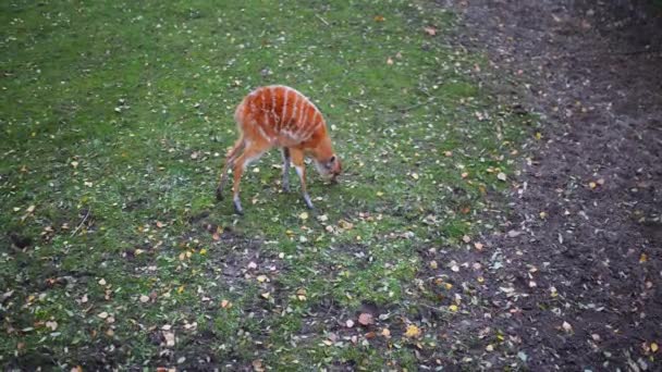 Sitatunga 或 marshbuck (捻 spekii) — 图库视频影像