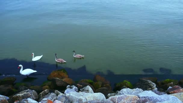 Los cisnes son aves de la familia Anatidae — Vídeos de Stock