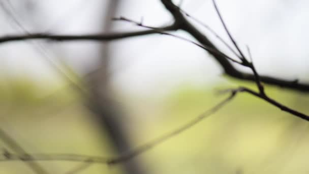 Pinzón guldiano (Erythrura gouldiae ) — Vídeo de stock