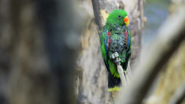 Eclectus papoušek (eclectus roratus) — Stock video