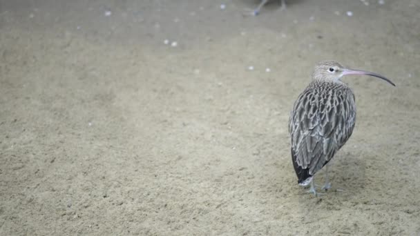 Curlew eurasiano (numenius arquata ) — Vídeo de Stock