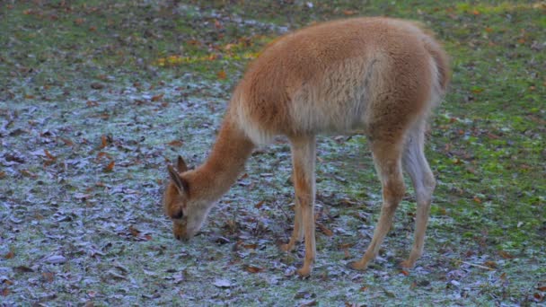 El Guanaco (Lama guanicoe ) — Vídeo de stock