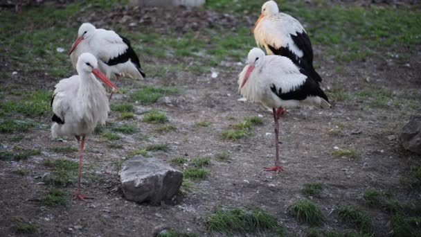 Vit stork (Ciconia) — Stockvideo