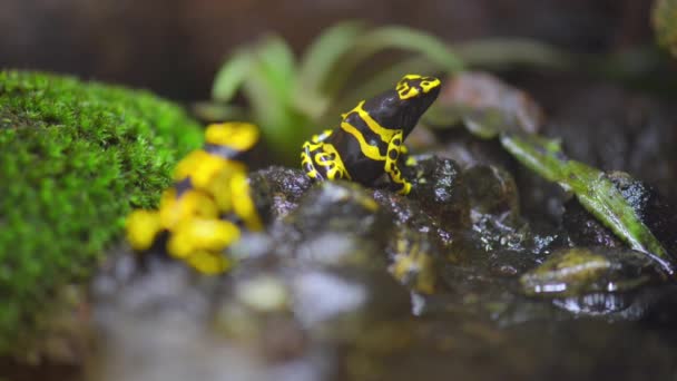 Отруйна дротяна жаба жовтої смуги — стокове відео