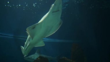 Marangoz köpekbalıkları da bilinen sawfishes,