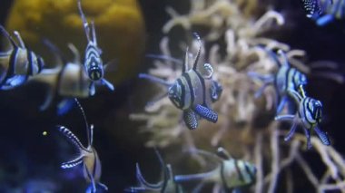 banggai Kardinaller (pterapogon kauderni)