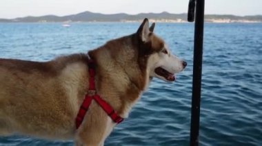 Alaskan Malamute yerli köpek büyük çeşidi