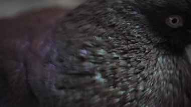 Güvercinindentürediğine güvercin (Columba livia)
