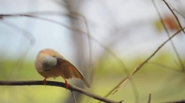 Gouldian finch (Erythrura gouldiae)