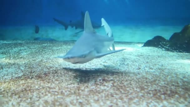 Mavi köpekbalığı (prionace glauca) — Stok video
