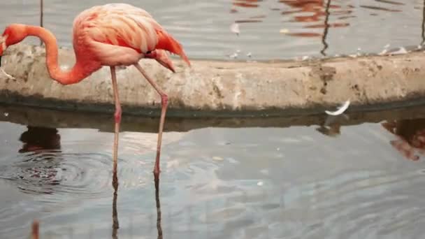 Mayor flamenco (Phoenicopterus roseus ) — Vídeos de Stock