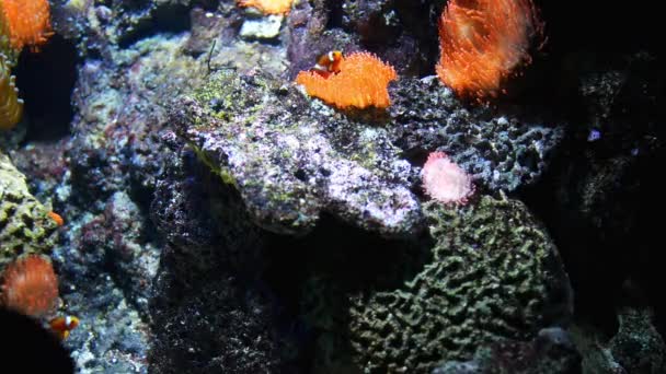 Pez payaso o pez anémona con anémonas marinas — Vídeos de Stock