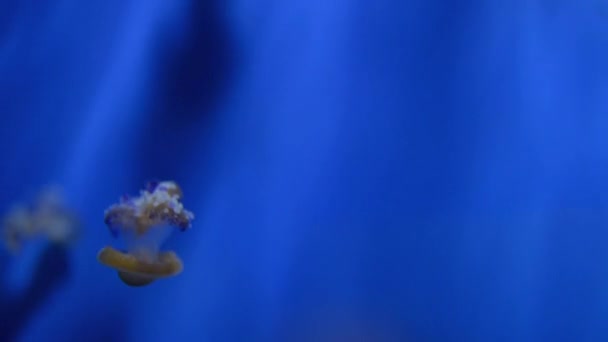 Meduse - grande phylum non polipico Cnidaria — Video Stock