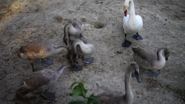 Swans é uma espécie de ave da família Anatidae. — Vídeo de Stock