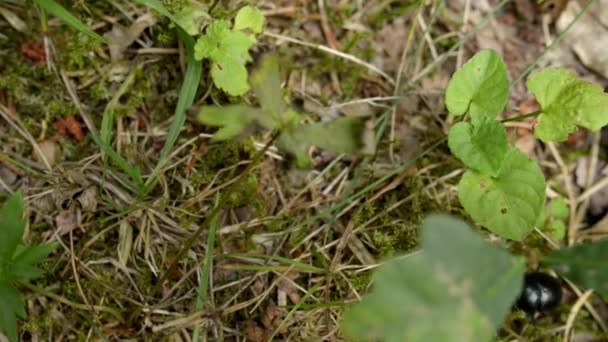 Cryptocephalinae είναι μία Υποοικογένεια των φύλλων σκαθάρια — Αρχείο Βίντεο