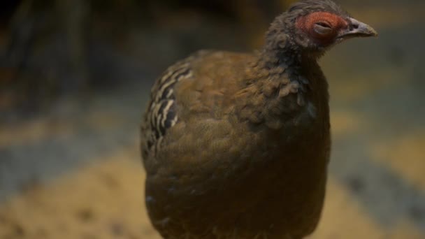 Faisan de Swinhoe (Lophura swinhoii )