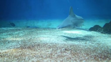 mavi köpekbalığı (prionace glauca)