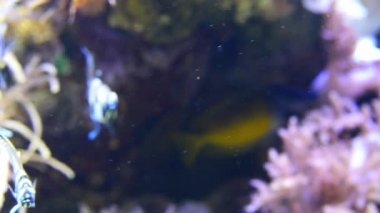 banggai Kardinaller (pterapogon kauderni)