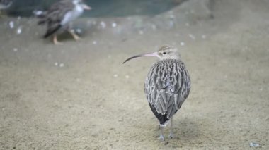 Avrasya Curlew (Numenius arquata)