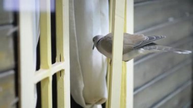 Avrasya yakalı güvercini (Streptopelia decaocto)