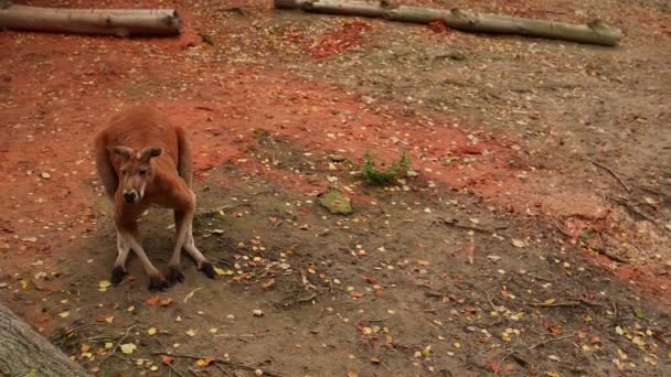 Red Klokan (Macropus rufus) — Stock video