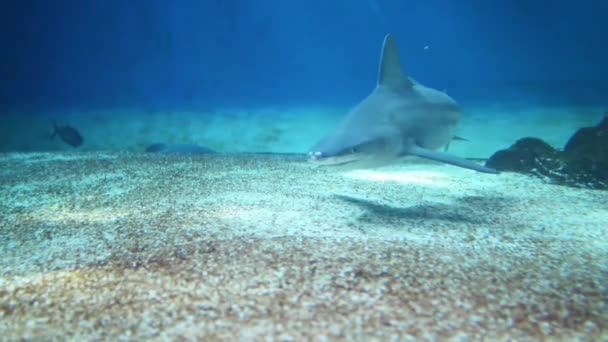 Mavi köpekbalığı (prionace glauca) — Stok video