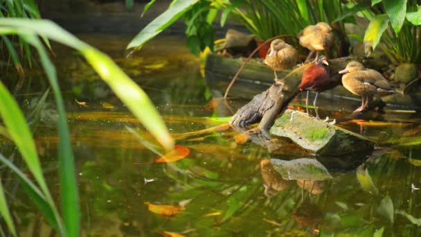 Jacana perturbada (Jacana jacana ) — Vídeo de Stock