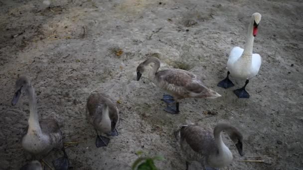 Los cisnes son aves de la familia Anatidae dentro de Cygnus — Vídeos de Stock